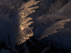 BBC Frozen Planet (Tập 2)